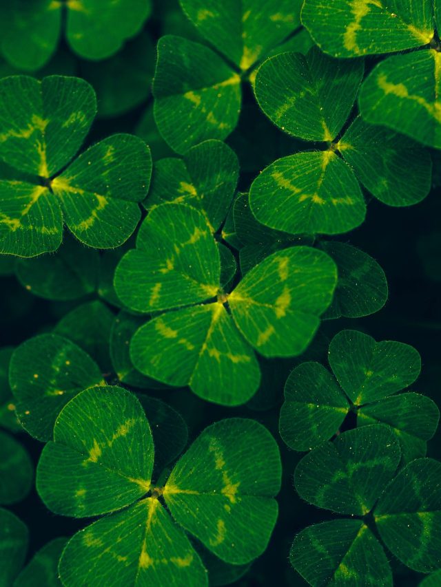 timothy-dykes-btvv51k9DcM-unsplash